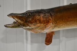 Full Body Muskie Taxidermy Wall Mount