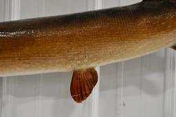 Full Body Muskie Taxidermy Wall Mount