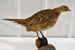 Full Body Pheasant Mounted On A Log