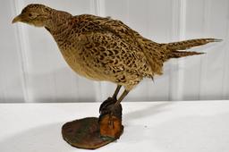 Full Body Pheasant Mounted On A Log