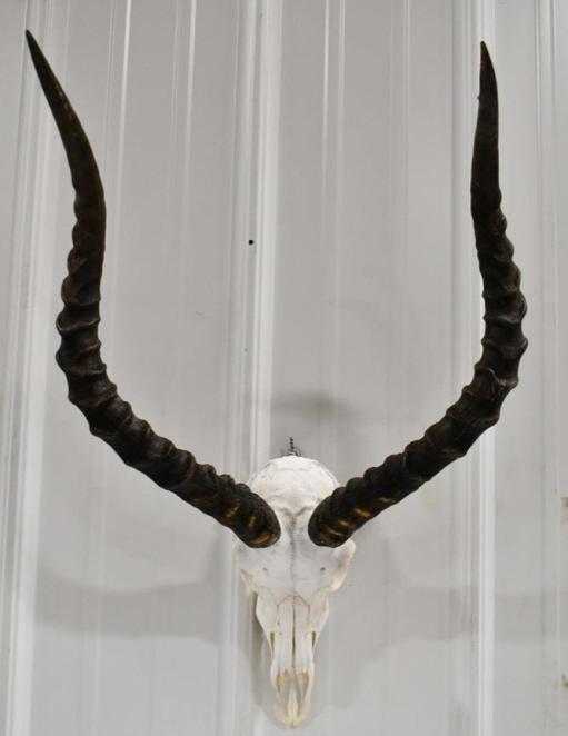 Impala European Skull Mount With Horns