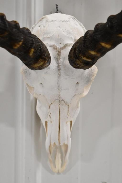 Impala European Skull Mount With Horns