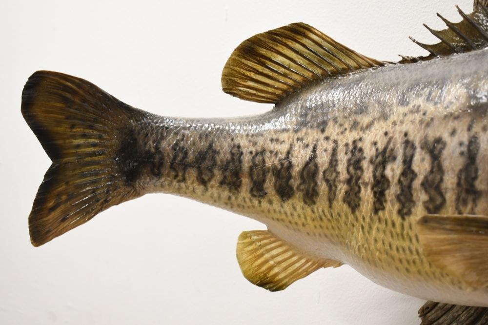 Large Taxidermy Large Mouth Bass On Driftwood