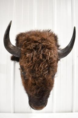 Taxidermy American Buffalo / Bison Head Mount