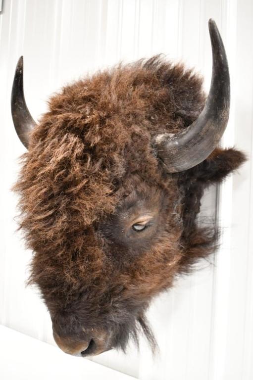 Taxidermy American Buffalo / Bison Head Mount