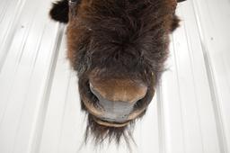 Taxidermy American Buffalo / Bison Head Mount