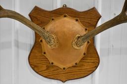 Deer Antlers Mounted On Wooden Plaque