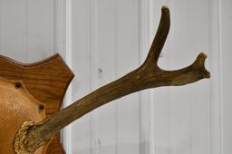 Deer Antlers Mounted On Wooden Plaque