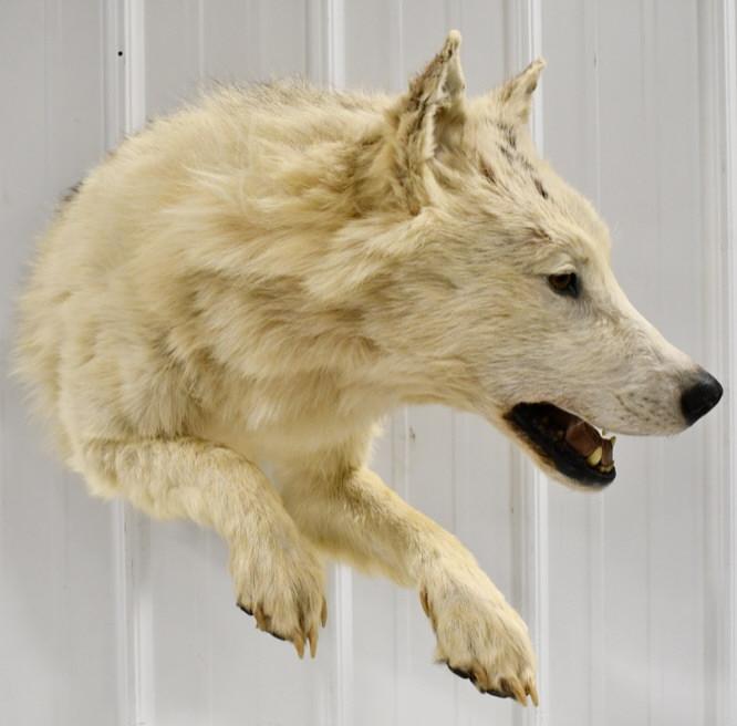 Half Body Taxidermy Timber Wolf  Wall Mount