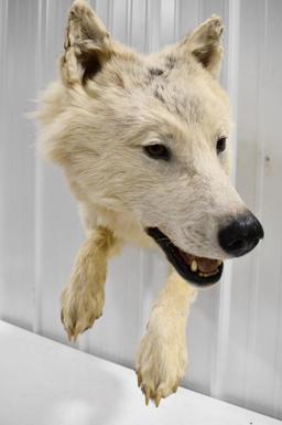 Half Body Taxidermy Timber Wolf  Wall Mount