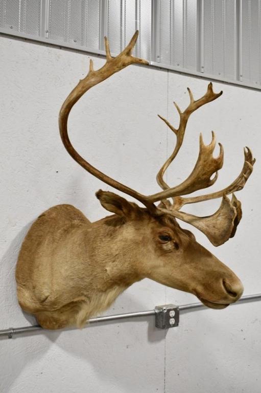 Woodland Caribou Taxidermy Wall Shoulder Mount