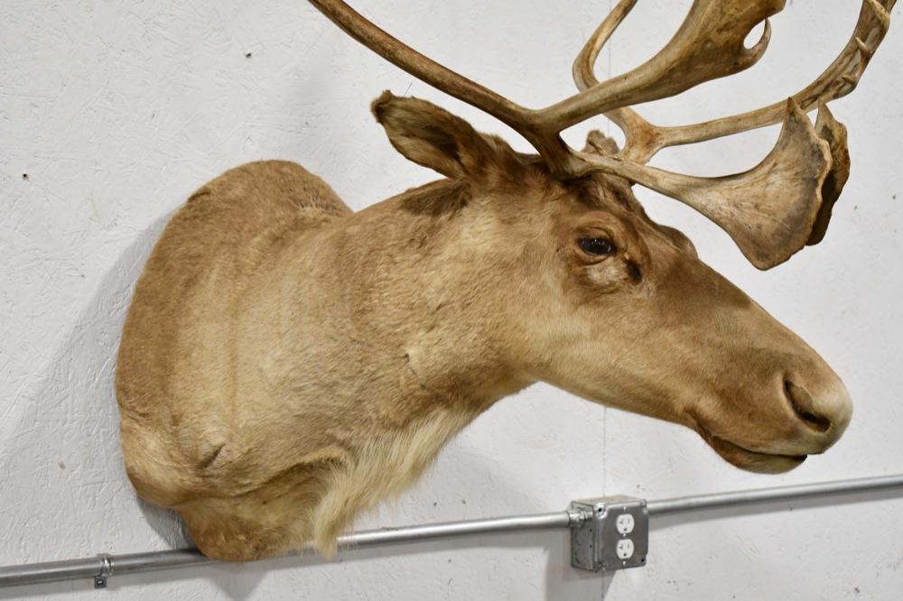 Woodland Caribou Taxidermy Wall Shoulder Mount