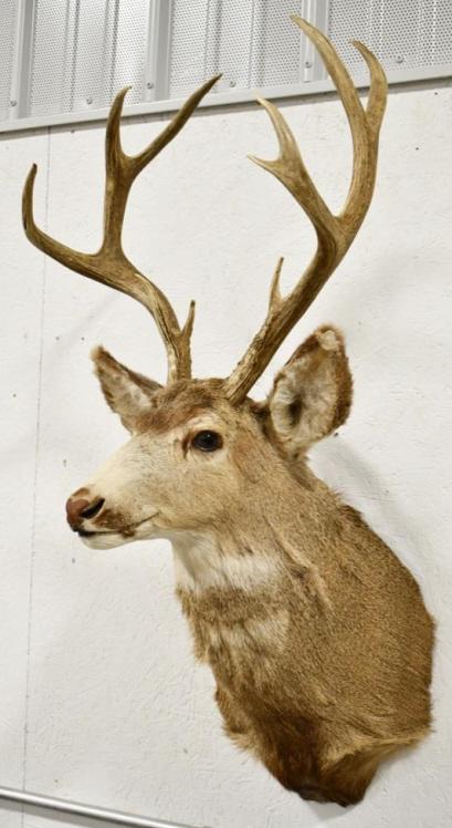 10-Point Mule Deer Shoulder Mount