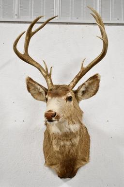 10-Point Mule Deer Shoulder Mount