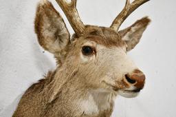 10-Point Mule Deer Shoulder Mount