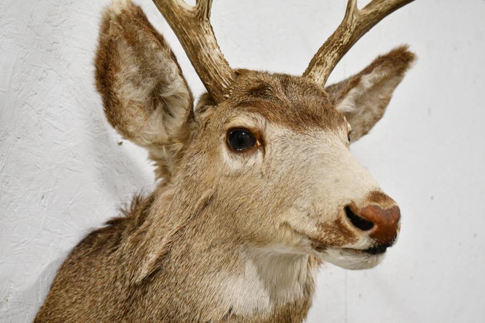 10-Point Mule Deer Shoulder Mount