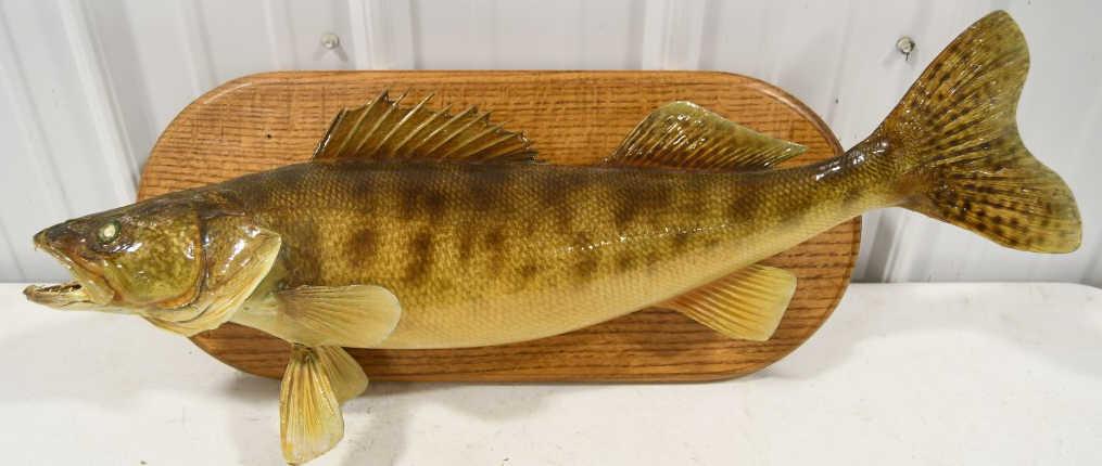 Trophy Walleye Wall Mount Display On Oak Plaque