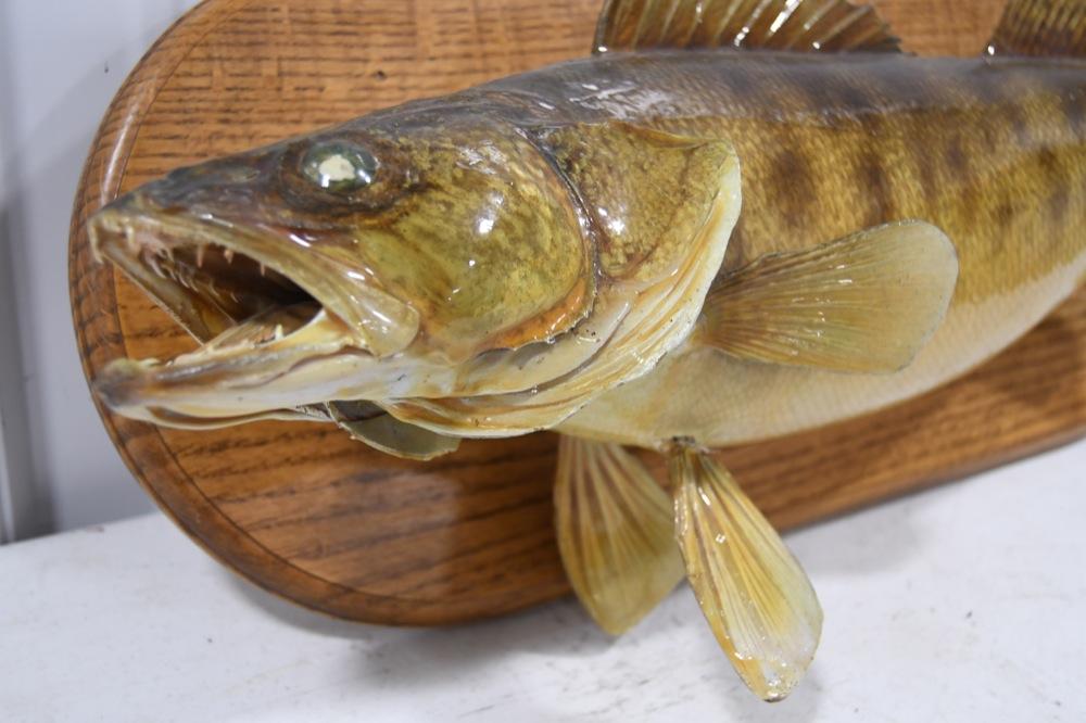 Trophy Walleye Wall Mount Display On Oak Plaque