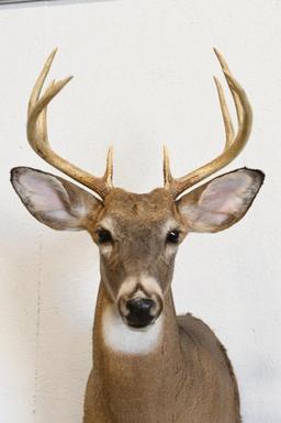 10-Point White Tail Deer Half Body Wall Mount