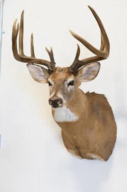 14-Point White Tail Deer Shoulder Mount