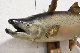 King Salmon On Driftwood Wall Mount Display