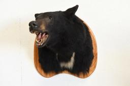 Black Bear Taxidermy Wall Shoulder Mount