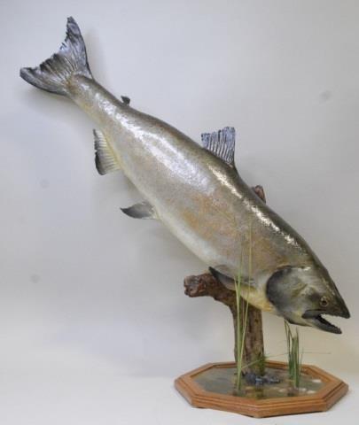 Full Body King Salmon On Driftwood Display