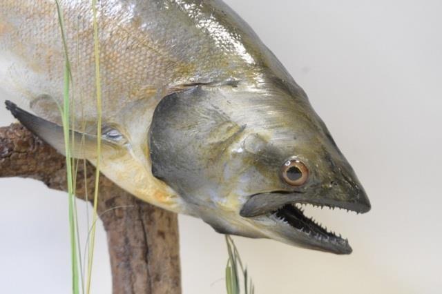 Full Body King Salmon On Driftwood Display