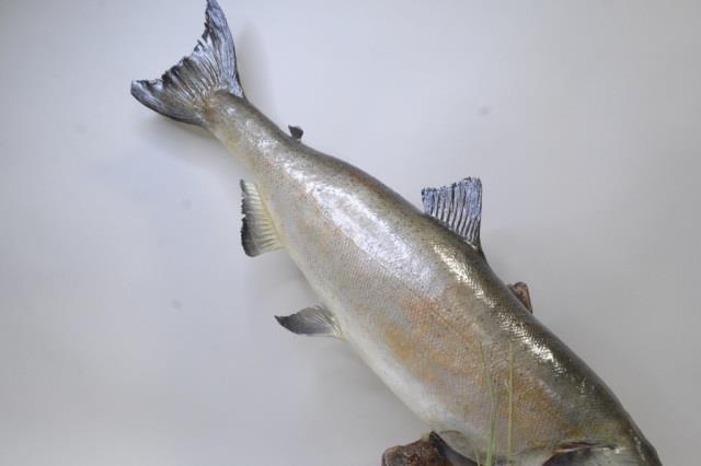 Full Body King Salmon On Driftwood Display