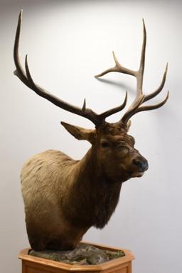 Large Elk Shoulder Mount On Oak Display Base