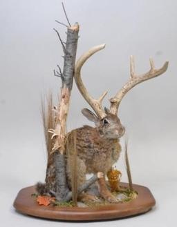 Full Body Jackalope On Tabletop Display