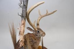 Full Body Jackalope On Tabletop Display