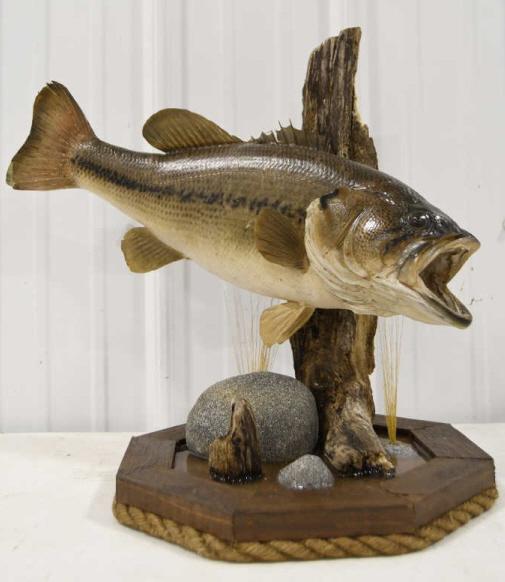 Taxidermy Large Mouth Bass On Driftwood Resin Base