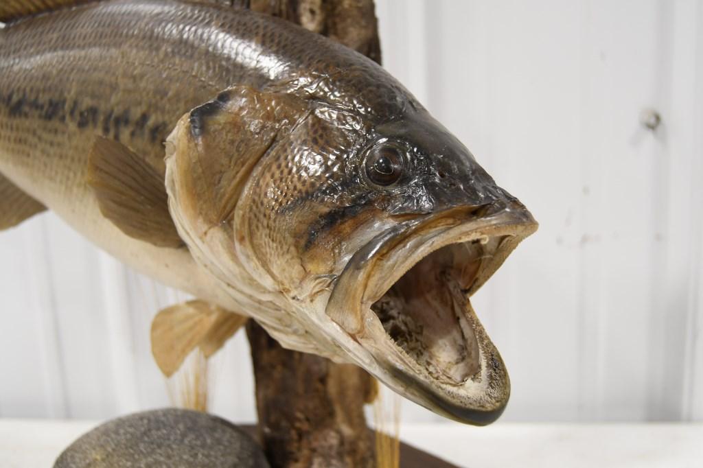 Taxidermy Large Mouth Bass On Driftwood Resin Base