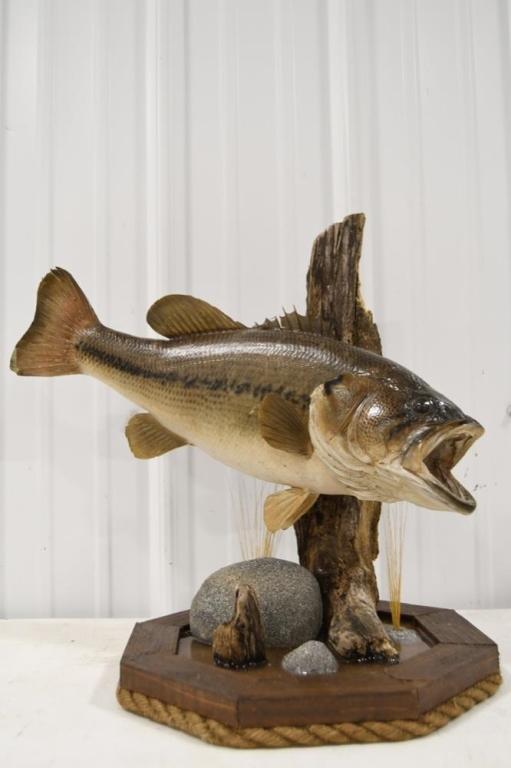 Taxidermy Large Mouth Bass On Driftwood Resin Base