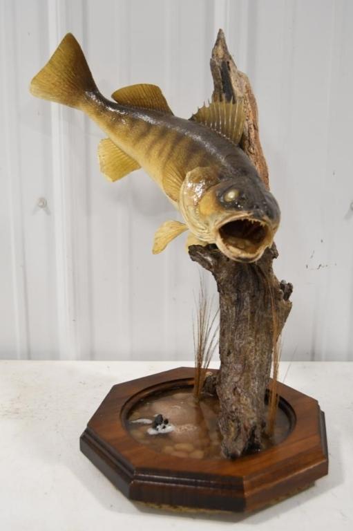 Taxidermy Walleye On Driftwood Resin Base