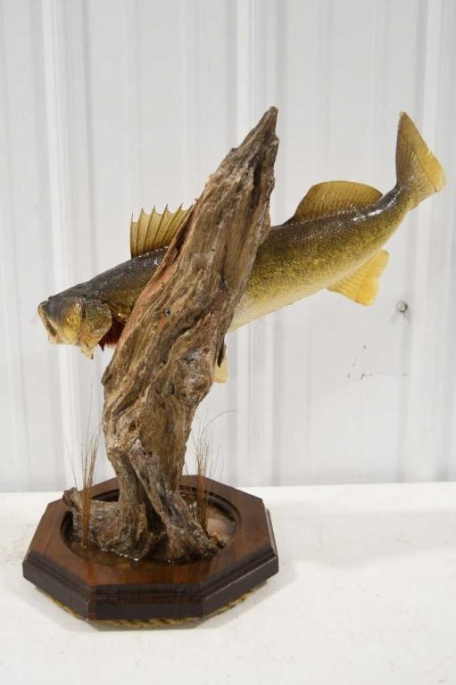 Taxidermy Walleye On Driftwood Resin Base