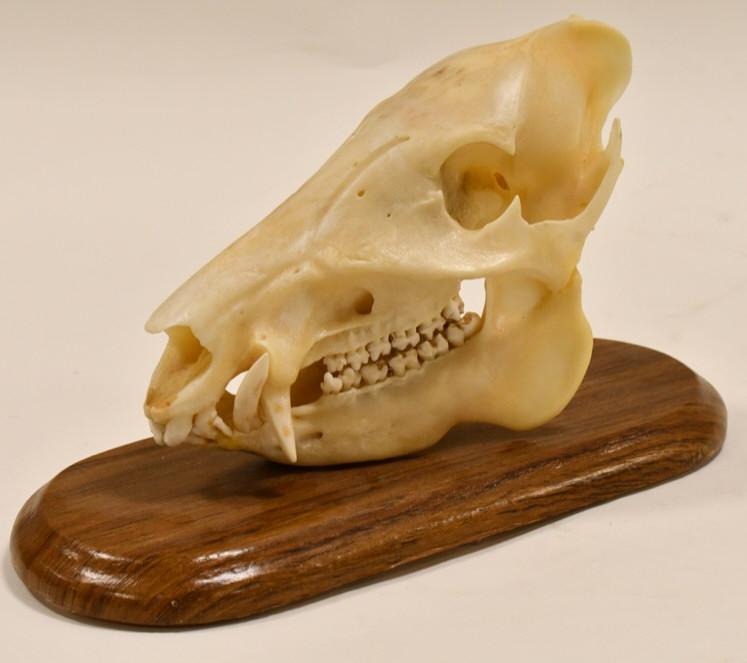 Javelina Skull On Wood Base