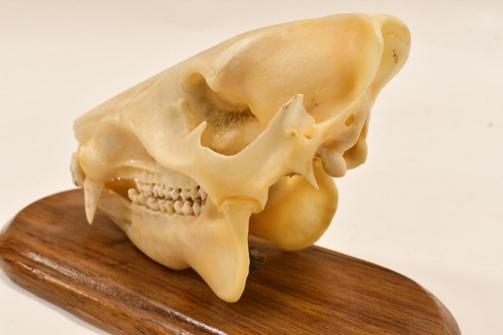 Javelina Skull On Wood Base