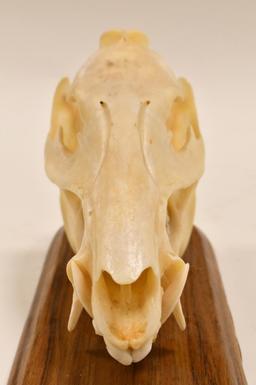 Javelina Skull On Wood Base