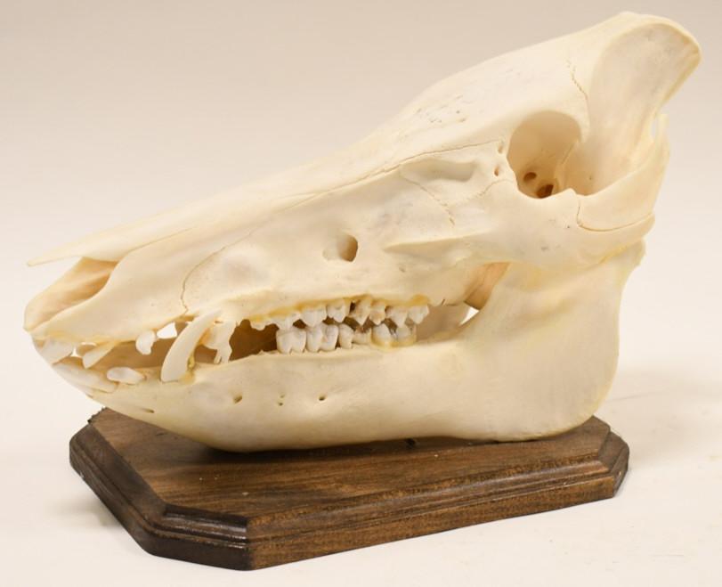 Large Wild Boar Skull On Wood Base