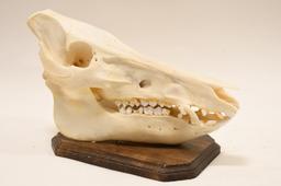 Large Wild Boar Skull On Wood Base