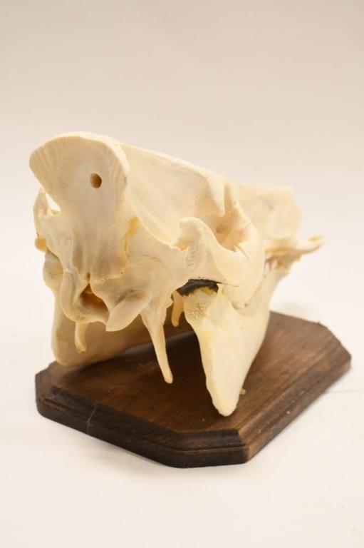 Large Wild Boar Skull On Wood Base