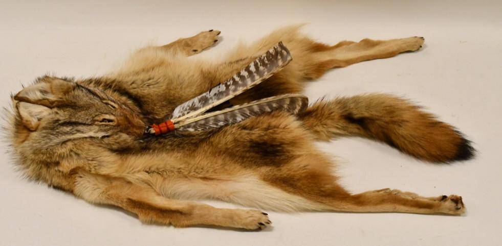 Full Body Coyote Skin Hat