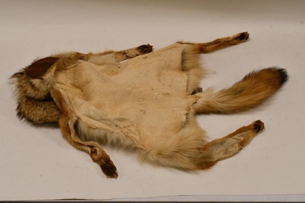 Full Body Coyote Skin Hat