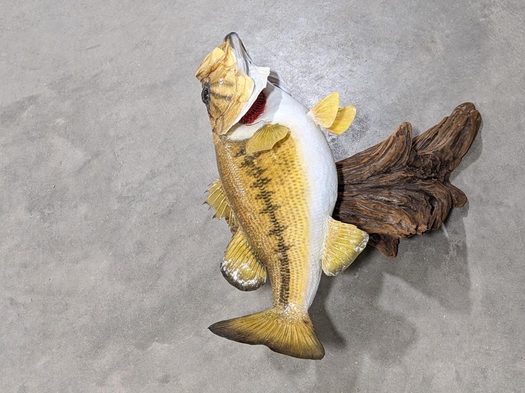 Large Mouth Bass Taxidermy Mount on Drift Wood