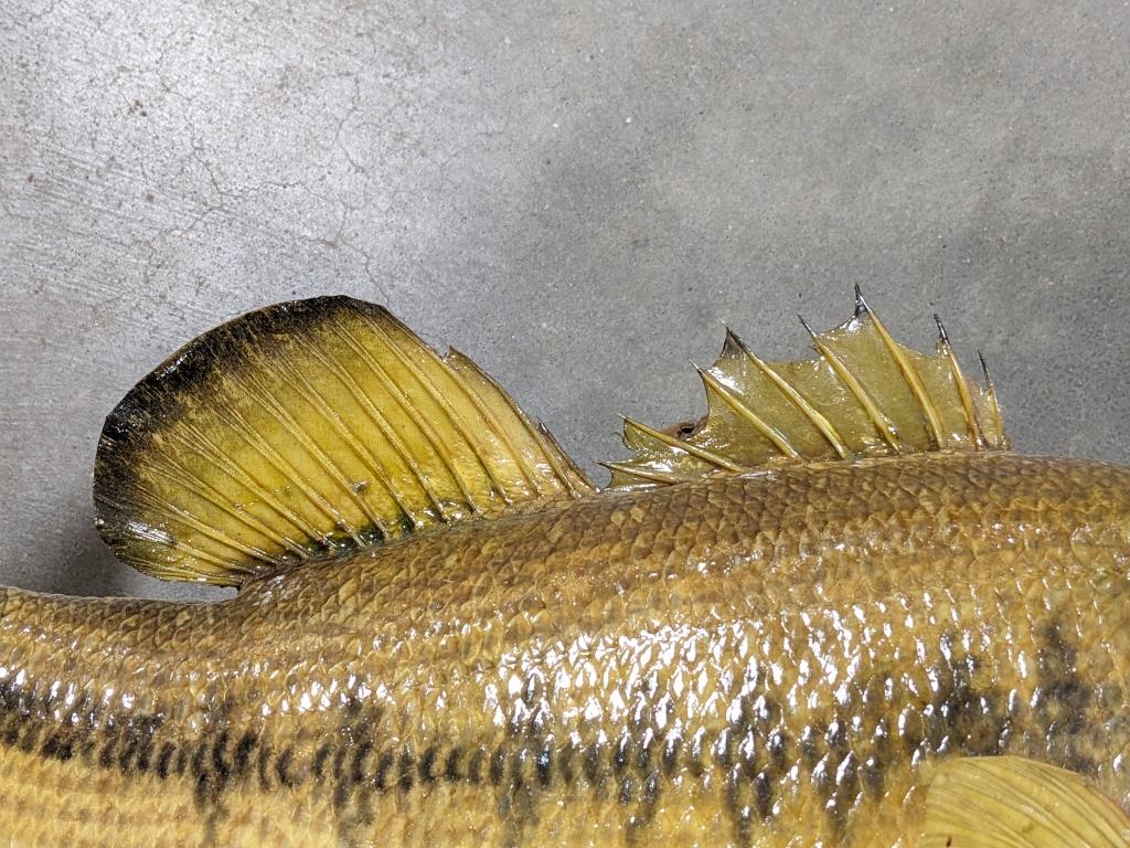 Large Mouth Bass Taxidermy Mount on Drift Wood