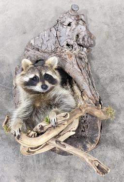 Racoon Half Body Mount Emerging from a Tree