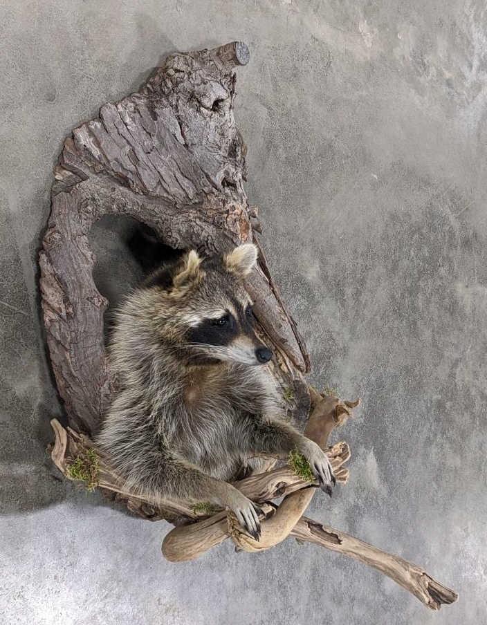 Racoon Half Body Mount Emerging from a Tree