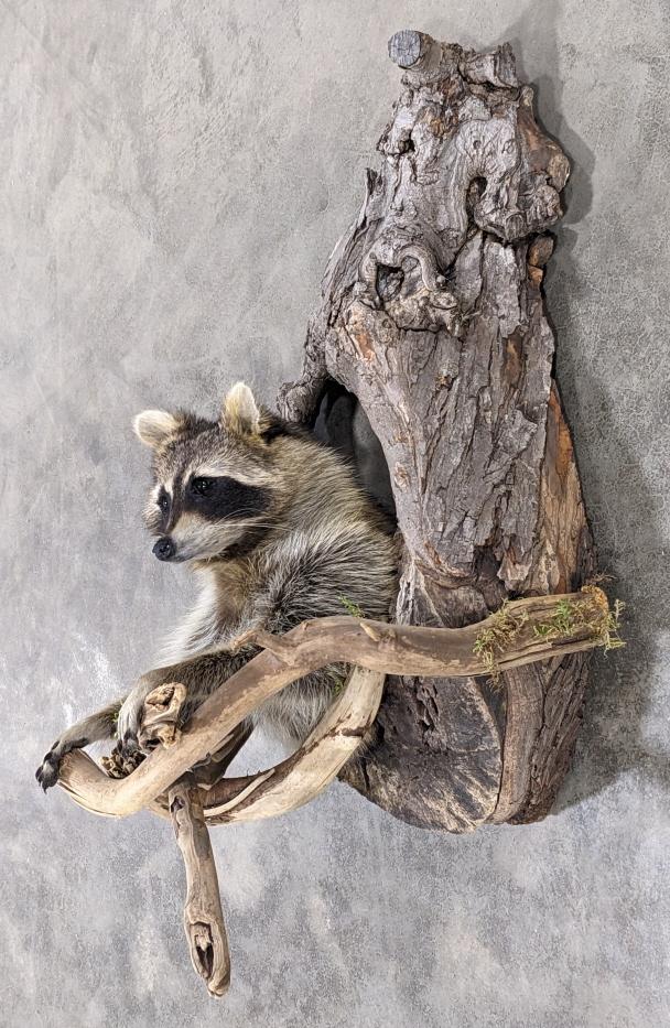 Racoon Half Body Mount Emerging from a Tree